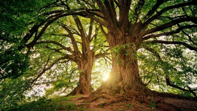 Les origines de la naturopathie