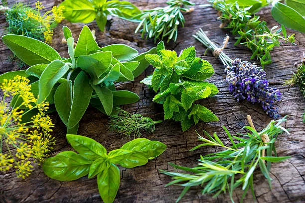 Herbes aromatiques et naturopathie